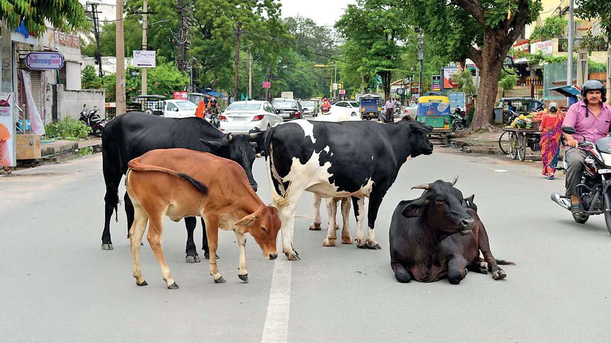 नोएडा बनेगा वर्ल्ड क्लासः सड़क पर पालतू गोवंश मिले तो लगेगा जुर्माना