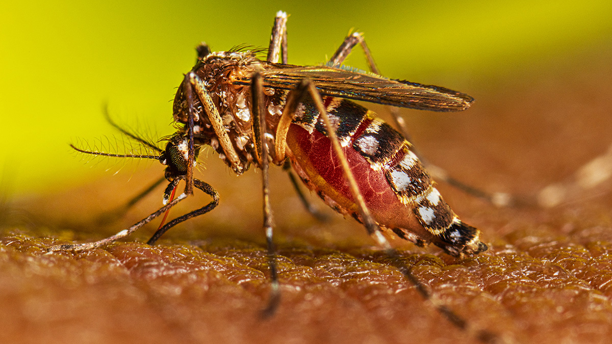 गाजियाबाद में डेंगू- मलेरिया पर ऐसे वार कर रहा जिला स्वास्थ्य विभाग, अलर्ट हुए डाक्टर