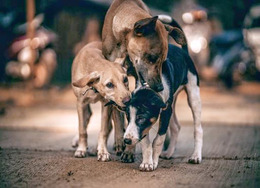 Greater Noida West: लावारिस कुत्ते ने युवक-बच्ची को नौंचा, ये बरते सावधानी नही तो
