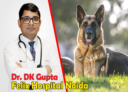 Attention: कुत्ता काटने के बाद बरतें सावधानी, फैल सकती है रेबीज : Dr. DK Gupta