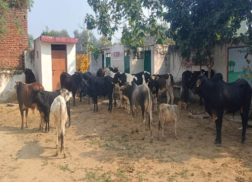 सड़क पर घूम रहे गोवंशों को ग्रामीणों ने स्कूल में बनाया बंधक