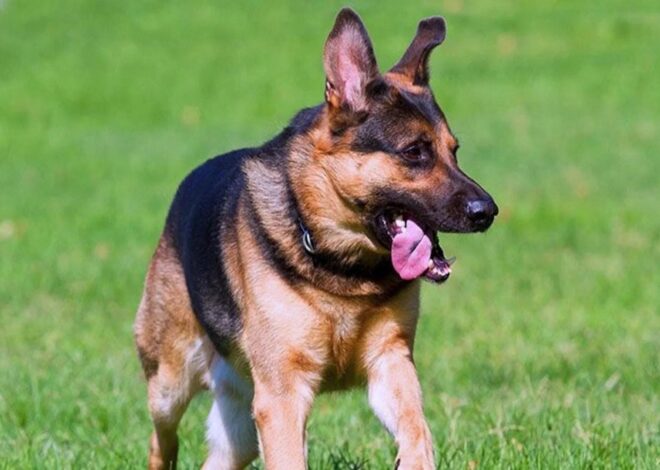 Dog Terror: कालोनी के 12 बच्चों को कुत्‍ते ने काटा, गुस्‍साये लोगों ने उतारा मौत के घाट