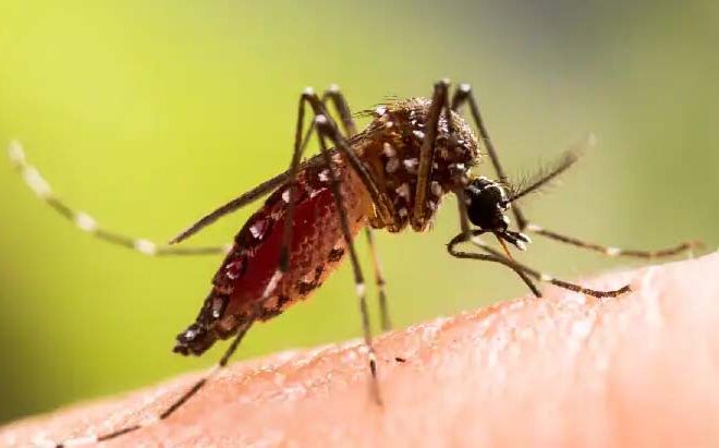 Malaria: शहर में डेंगू के 255 केस हुए, मलेरिया विभाग ने खरीदीं तीन नई फागिंग मशीनें