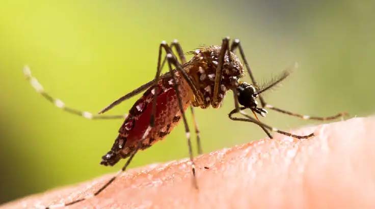 Malaria: शहर में डेंगू के 255 केस हुए, मलेरिया विभाग ने खरीदीं तीन नई फागिंग मशीनें