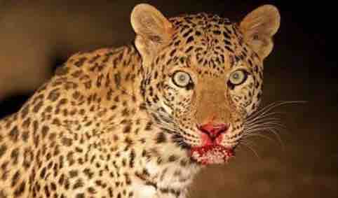 पुणे: तेंदुए के हमले में 13 वर्षीय किशोर की दर्दनाक मौत, गुस्साए ग्रामीणों ने वन विभाग के खिलाफ कर दिया हंगामा